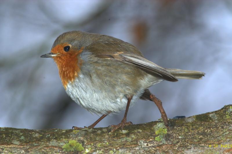Erithacus rubecula
